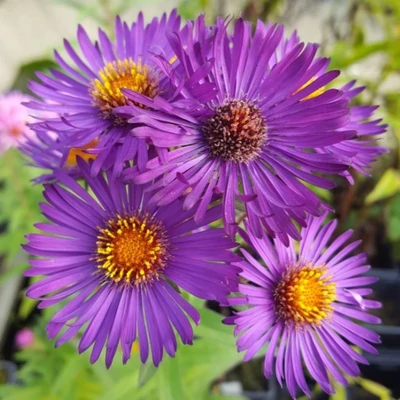 Aster novae-angliae 'Violetta' – Mirigyes őszirózsa