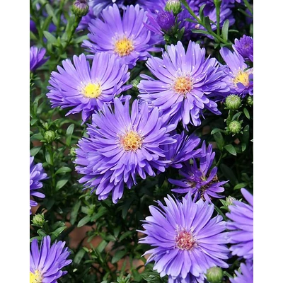 Aster novi-belgii 'Magic Blue' – Kopasz őszirózsa
