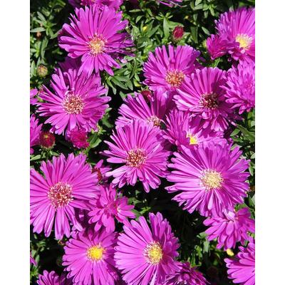 Aster novi-belgii 'Magic Pink' – Kopasz rózsaszín őszirózsa