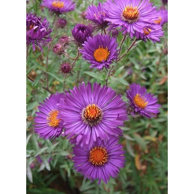 Aster novi-belgii 'Violetta' - Kopasz őszirózsa