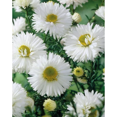 Aster novi-belgii 'White Ladies' – Kopasz őszirózsa
