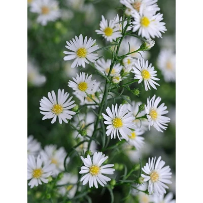 Aster pringlei 'Monte Cassino' – Őszirózsa