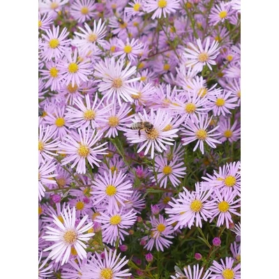 Aster pringlei 'Pink Star' - Őszirózsa (rózsaszín)