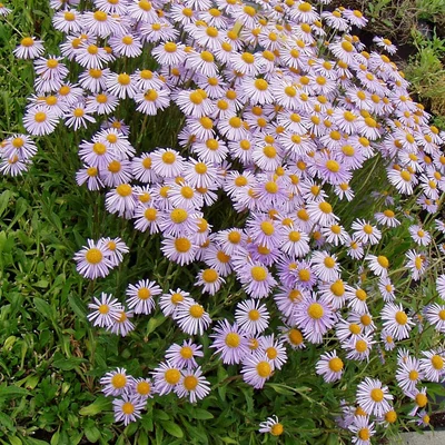 Aster tongolensis 'Wartburgstern' - Korai őszirózsa
