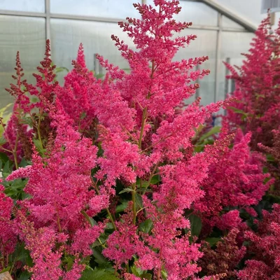 Astilbe x arendsii 'Astary Rose Red Shades' – Kerti tollbuga