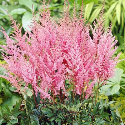 Astilbe x arendsii 'Erika' – Kerti tollbuga