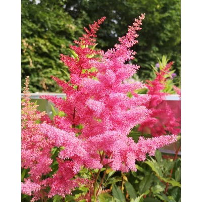 Astilbe x arendsii 'Anita Pfeifer' – Kerti tollbuga