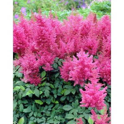 Astilbe x arendsii 'Federsee' – Kerti tollbuga