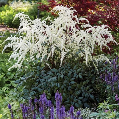 Astilbe x arendsii 'Moccachino' – Kerti tollbuga