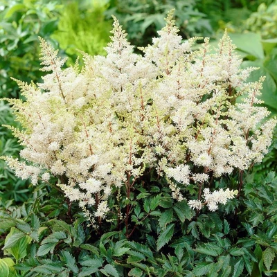 Astilbe x arendsii 'Rock and Roll' – Kerti tollbuga
