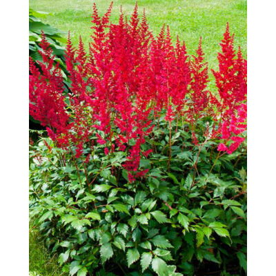 Astilbe x arendsii 'Spinell' – Kerti tollbuga