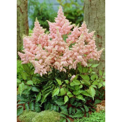 Astilbe x arendsii 'Zuster Theresa' (syn.: 'Sister Theresa') – Kerti tollbuga