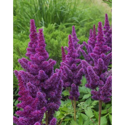 Astilbe 'Black Pearls' – Kerti tollbuga