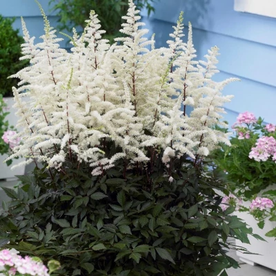 Astilbe 'Cappuccino' – Kerti tollbuga