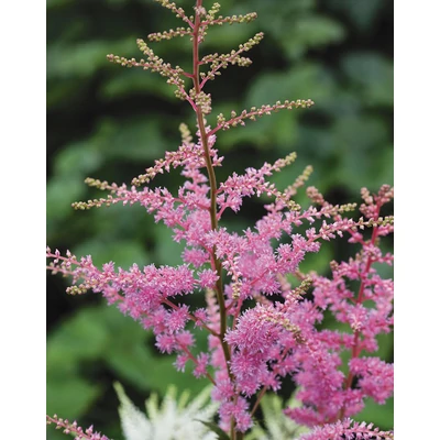Astilbe 'Cattleya' – Tollbuga