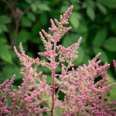 Astilbe chinensis var. pumila - Kínai tollbuga (rózsaszín)