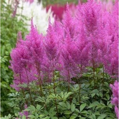 Astilbe chinensis 'Purple Glory' – Kínai tollbuga