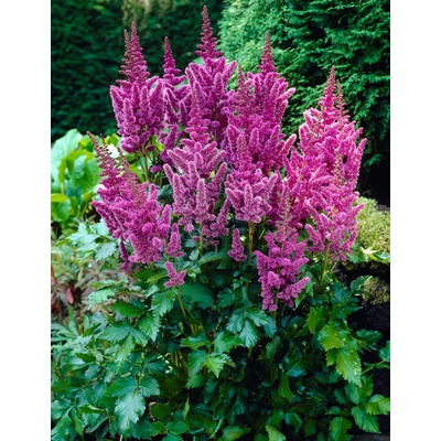 Astilbe chinensis 'Superba' – Kínai tollbuga