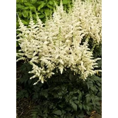 Astilbe chinensis 'Vision in White' – Kínai tollbuga