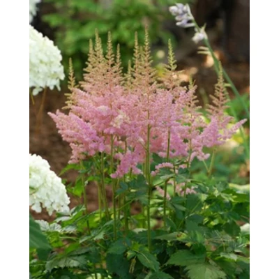 Astilbe chinensis 'Visions in Pink' - Kínai tollbuga (világos rózsaszín)