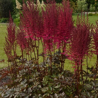 Astilbe 'Chocolate Cherry' – Kerti tollbuga