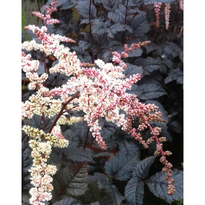 Astilbe 'Chocolate Shogun' – Tollbuga