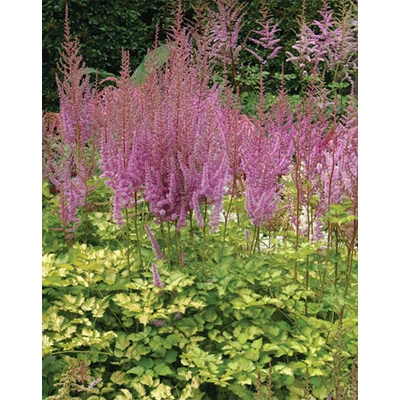 Astilbe 'Color Flash Lime' – Tollbuga