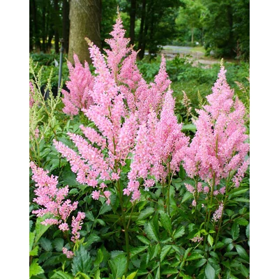 Astilbe 'Darwin's Dream' – Tollbuga