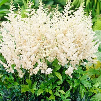 Astilbe 'Diamant' – Tollbuga