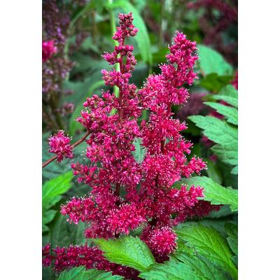 Astilbe 'Fanal' - Kerti tollbuga (piros)