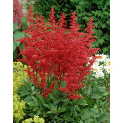 Astilbe 'Feuer' – Tollbuga