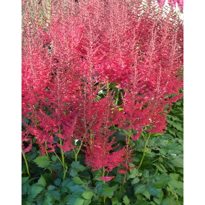 Astilbe 'Hot Pearls' – Tollbuga