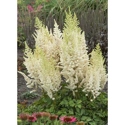 Astilbe 'Ivory Pearls' – Tollbuga