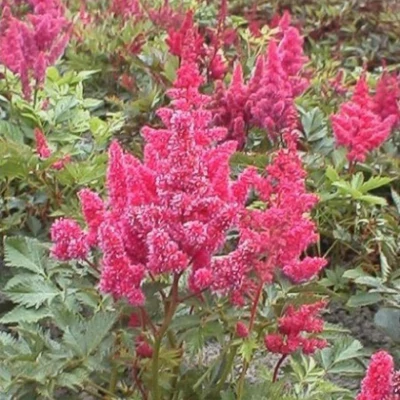 Astilbe japonica 'Bonn' – Japán tollbuga