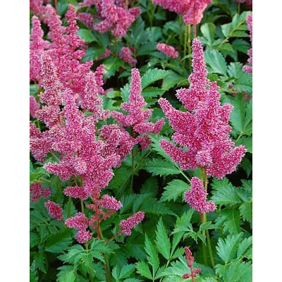 Astilbe japonica 'Köln' – Japán tollbuga