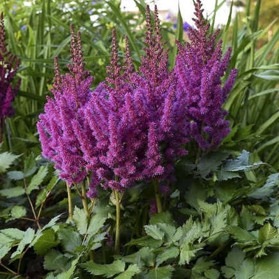 Astilbe 'Purple Rain' – Tollbuga