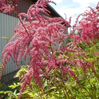 Astilbe thunbergii 'Straussenfeder' – Erdei tollbuga
