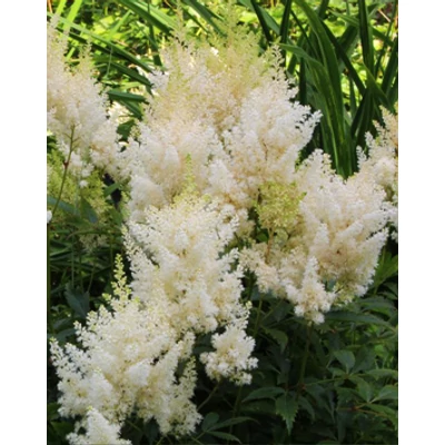 Astilbe 'Weisse Gloria' - Fehér kerti tollbuga