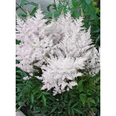 Astilbe x arendsii 'Astary White' – Kerti tollbuga (fehér)