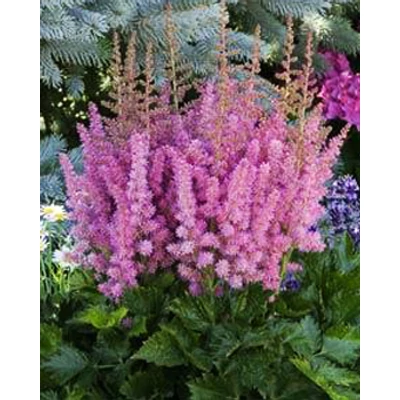 Astilbe 'Little Vision in Pink' - Kerti tollbuga (lilás rózsaszín)