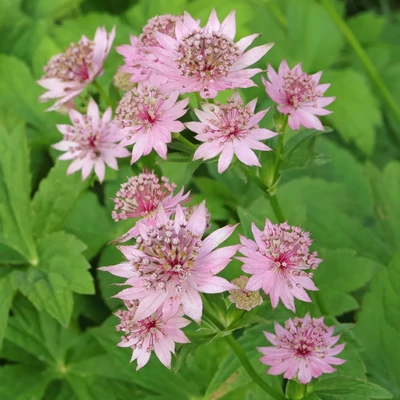 Astrantia major – Nagy völgycsillag