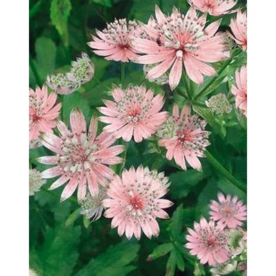 Astrantia major 'Rosea' – Nagy völgycsillag