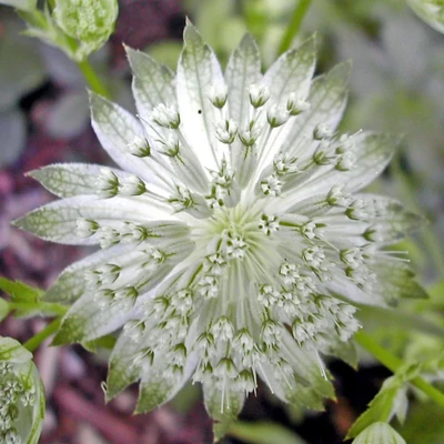 Astrantia major 'Snow Star' – Nagy völgycsillag