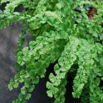 Athyrium filix-femina 'Frizelliae' – Hölgypáfrány