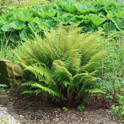 Athyrium filix-femina 'Rotstiel' – Hölgypáfrány