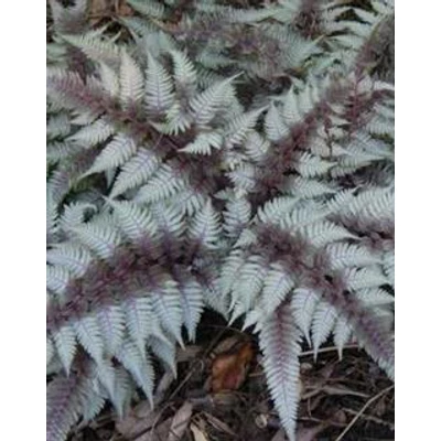 Athyrium niponicum 'Red Beauty' – Japán hölgypáfrány