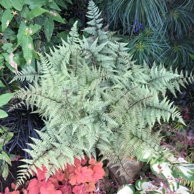 Athyrium niponicum 'Silver Falls' – Japán hölgypáfrány