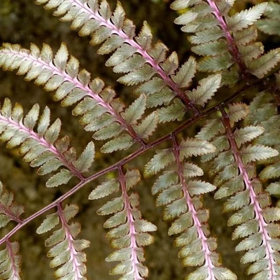Athyrium niponicum 'Ursula's Red' – Japán hölgypáfrány