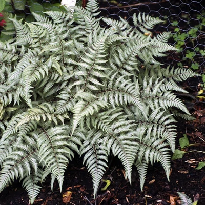 Athyrium otophorum 'Red Beauty' – Japán hölgypáfrány