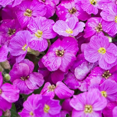 Aubrieta gracilis Florado 'Neon Pink' – Apró pázsitviola